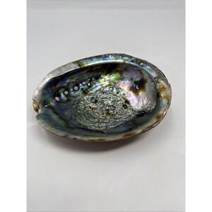 7" Polished‎ Abalone Shell Smudging Bowl Large Size Green MOP Seashell